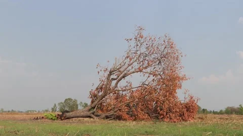 The tree was destroyed by cutting. Stock-Footage 148655889