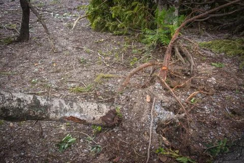 The tree was destroyed by the storm's intensity Stock Photos