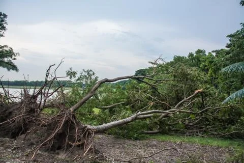 The tree was destroyed by the storm's intensity Stock Photos