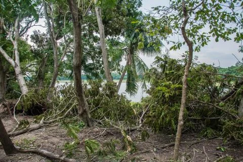 The tree was destroyed by the storm's intensity Stock Photos