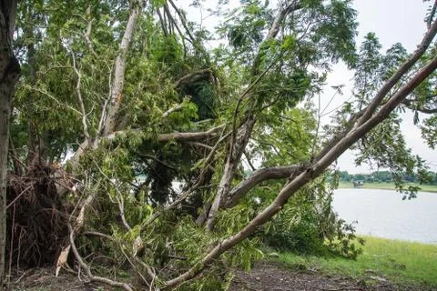 The tree was destroyed by the storm's intensity Stock Photos
