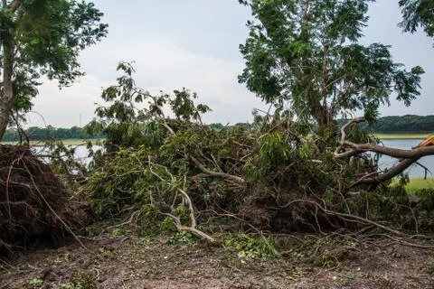 The tree was destroyed by the storm's intensity Stock Photos