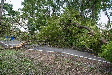 The tree was destroyed by the storm's intensity Foto stock