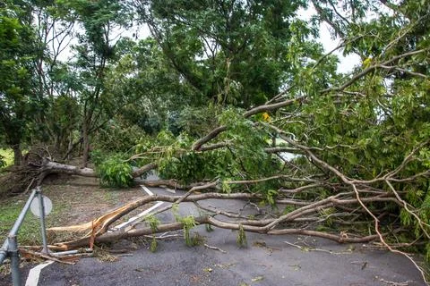 The tree was destroyed by the storm's intensity Stock Photos