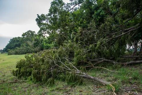 The tree was destroyed by the storm's intensity Stock Photos