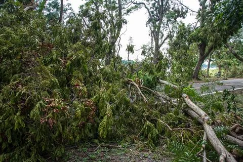 The tree was destroyed by the storm's intensity Stock Photos