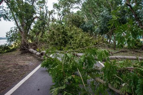 The tree was destroyed by the storm's intensity Stock Photos