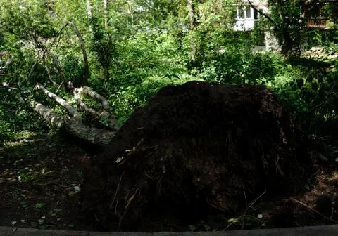 This tree was knocked down by a storm. The tremendous force has brought the r Stock Photos