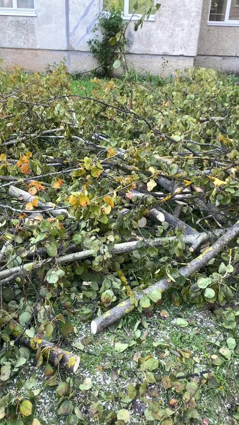 The tree was sawed into pieces. Vertical video Video stock 287943381