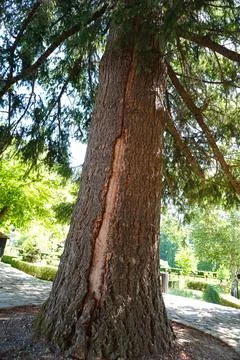 A tree that was struck by lightning 스톡 사진