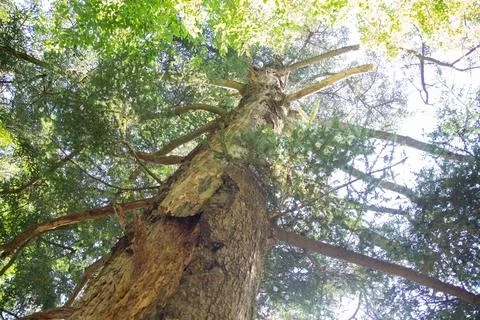 Tree that was struck by thunder lightning in Tanzawa, Japan Foto stock