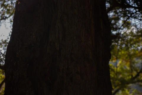 Tree that was struck by thunder lightning in Tanzawa, Japan Foto stock