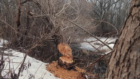 A tree was torn down by a beaver on the ... | Stock Video | Pond5