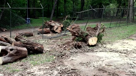 A tree that was uprooted during a windstorm Stock Footage 221323068