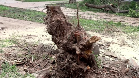 A tree that was uprooted during a windstorm Stock Footage 221323128