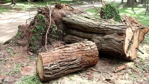 A tree that was uprooted during a windstorm Vídeo Stock 221323822