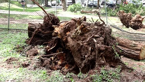 A tree that was uprooted during a windstorm Stock Footage 221324472