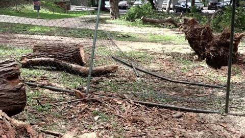 A tree that was uprooted during a windstorm Stock Footage 221324500