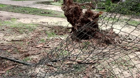 A tree that was uprooted during a windstorm Stock Footage 221324742