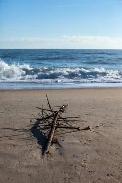 A Tree Washed ashore by the Tide Stock Photos