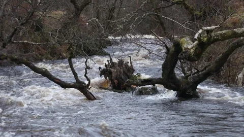 Tree Washed Away by the the River Tees in Flood, Teesdale, County Durham, UK Video stock 296807564