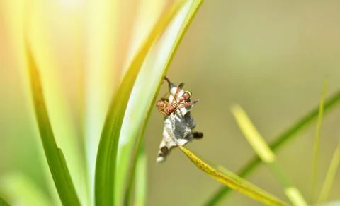 Tree wasp or paper wasp on nest on green leaf in nature background Foto stock