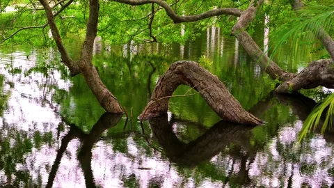 A tree in the water 4K Stock Footage 78577362