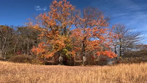 Tree to Water 4K Stock Footage 221134580