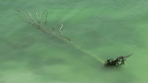 Tree in the Water - Chalk Cliffs on Rügen Island - Baltic Sea, Northern Germany Stockbeeldmateriaal 12455572