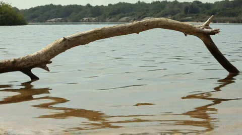 Tree on the water 库存影片 693309