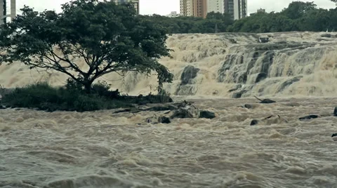 Tree in water Stock-Footage 37251476