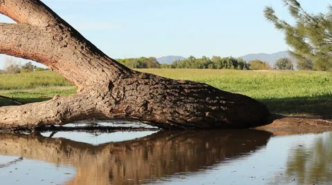 Tree in Water 動画素材 47623349