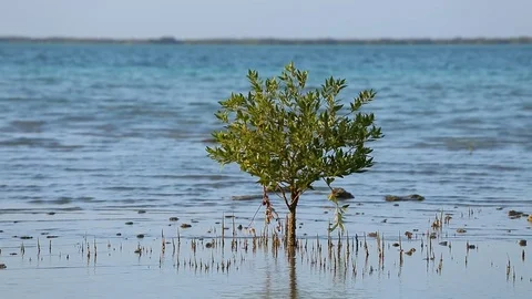 Tree in water Stock Footage 70142096