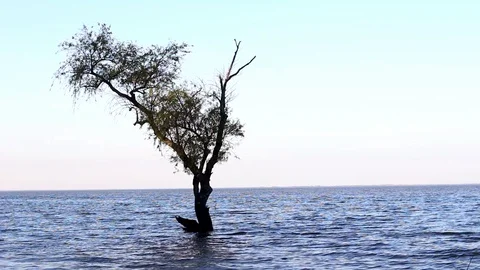 Tree on the water Stock Footage 88364365