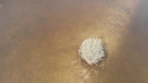 Tree in the water 動画素材 129499202