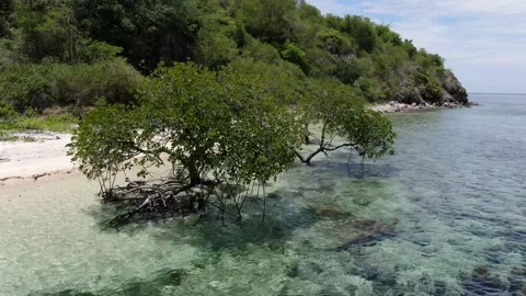 Tree In the Water 動画素材 303476449