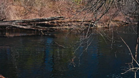 Tree in the water Stock-Footage 331657362