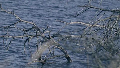 Tree in water Stock Footage 332228983