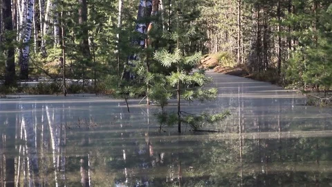 Tree in the water in the forest Stock Footage 120161475