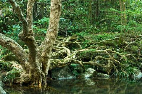 Tree in water in forest Stock Photos
