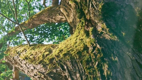 A tree by the water in moss. Moss on the tree. Old tree. Stock Footage 157726448