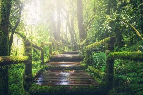 Tree water nature forest path outdoor Foto stock