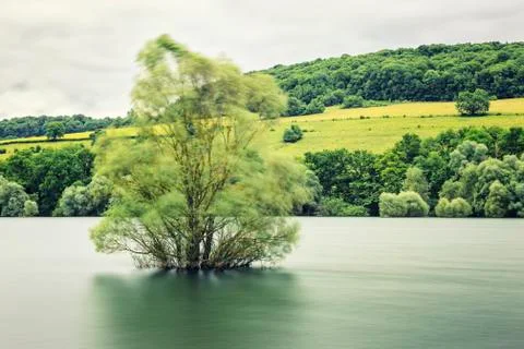 Tree in the water Stock Photos