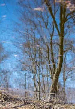 Tree in water Stock Photos