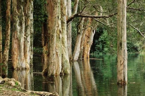 Tree in water Stock Photos