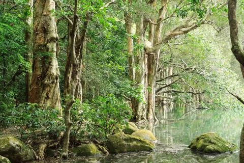 Tree in water Stock Photos