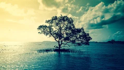 Tree on the water Stock Photos