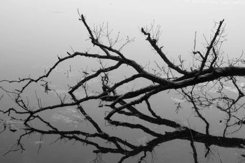 Tree in the Water Stock Photos