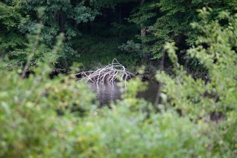 Tree in water Stock Photos