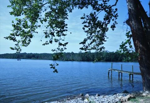 A Tree by the Water Stock Photos